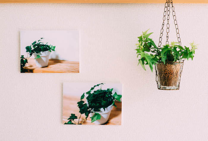 小さな観葉植物 写真で飾ろう お部屋になじむおしゃれインテリア 写真と ちょっといい暮らし 写真を飾る を楽しむwebマガジン