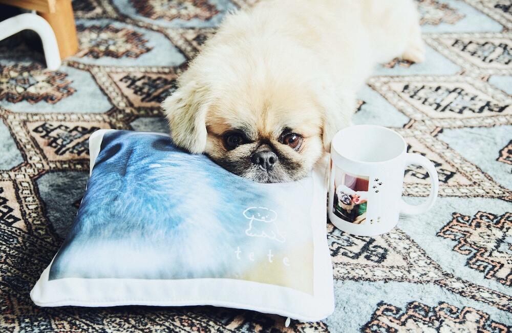 愛犬写真でオリジナルグッズ作成のコツ | 写真と、ちょっといい暮らし