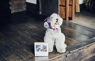 愛犬との思い出をいつもそばに。レノン&れあるのフォトカレンダー