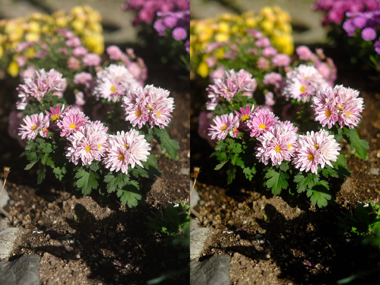 フィルムシミュレーション「プロビア」と「ベルビア」の違い