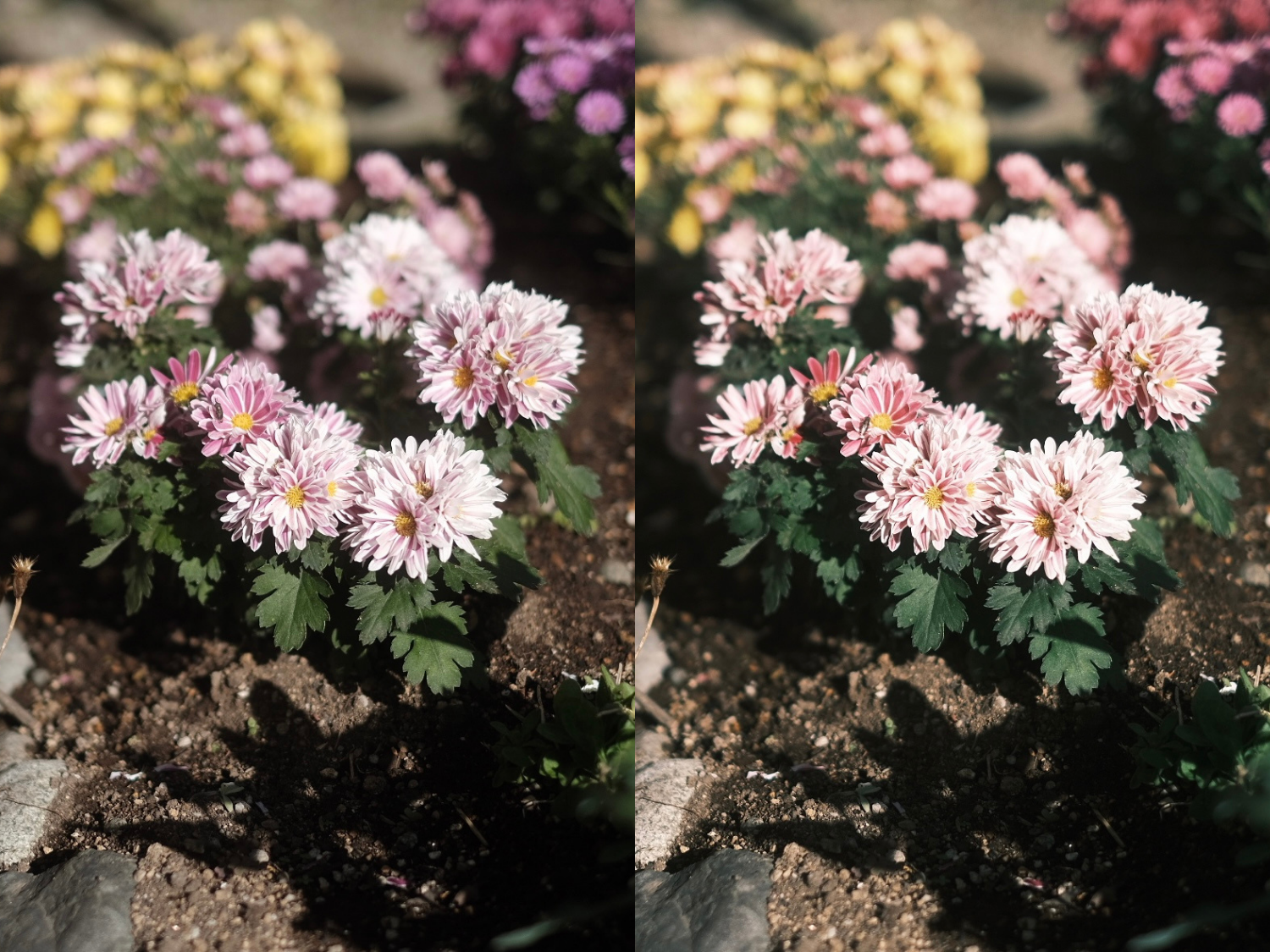 フィルムシミュレーション「クラシッククローム」と「クラシックネガ」の違い