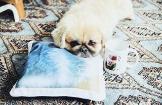 ちょっとしたコツでおしゃれに。愛犬のフォトグッズの作り方