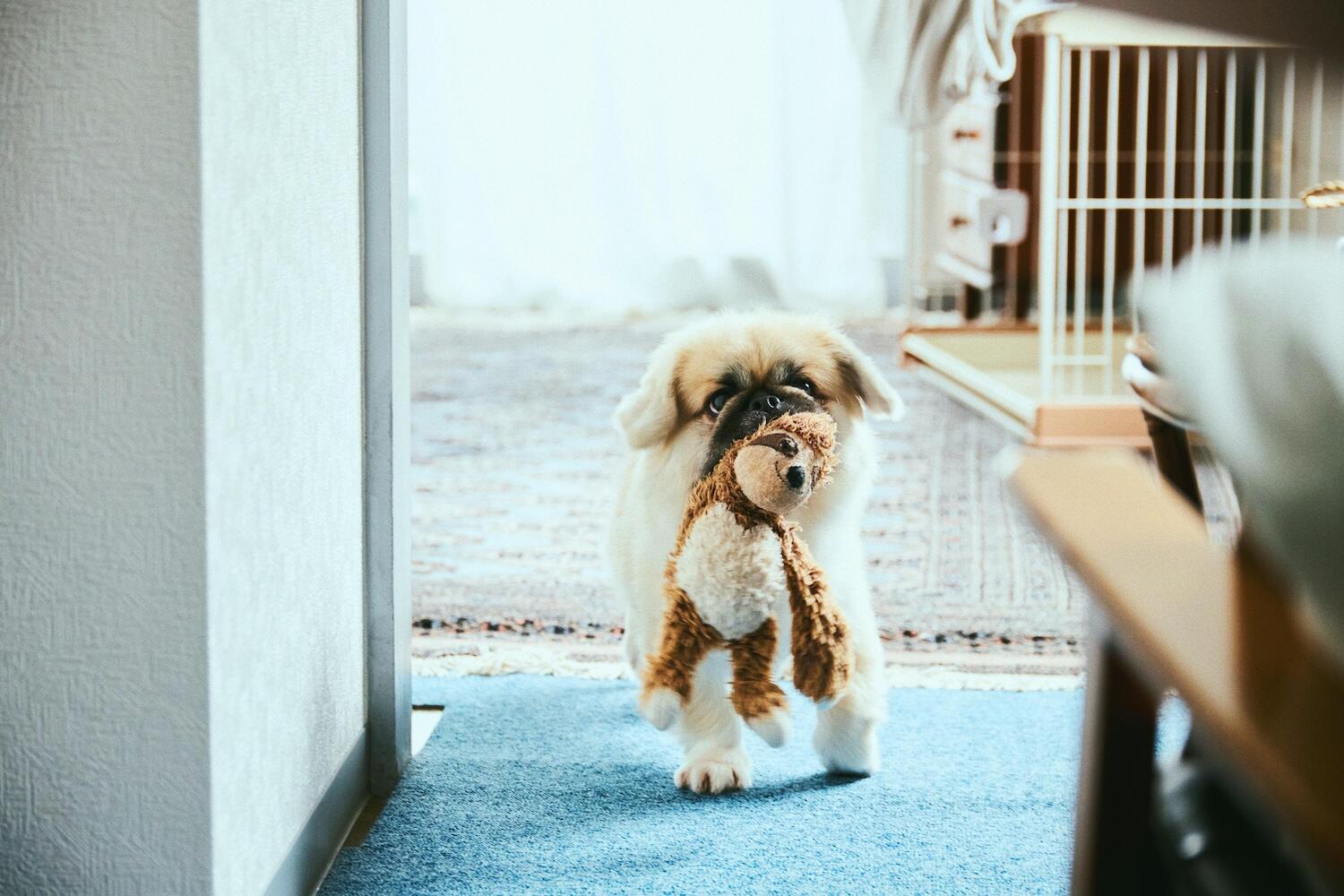 yaneuraさんの愛犬のteteくん