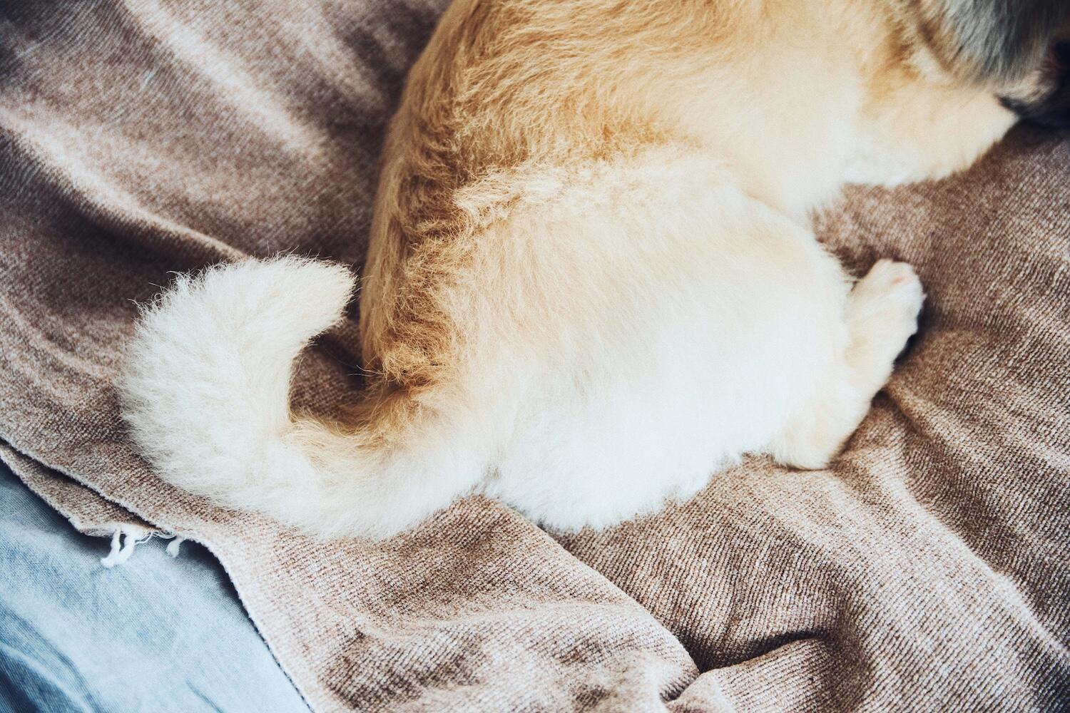 yaneuraさんの愛犬のteteくん