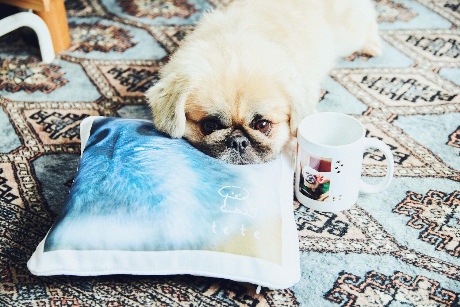 yaneuraさんの愛犬のteteくんとフォトグッズ