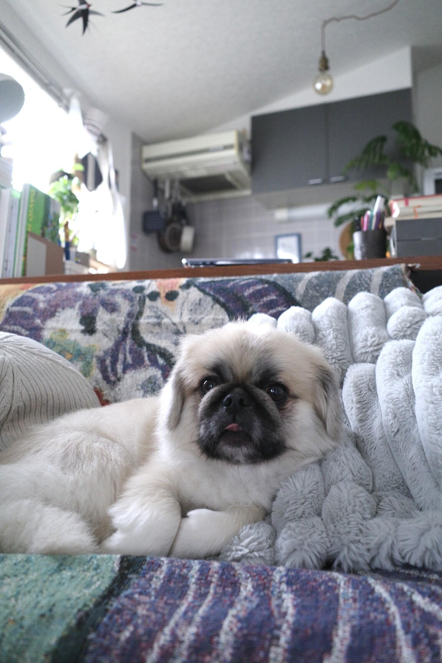 yaneuraさんの愛犬のteteくん