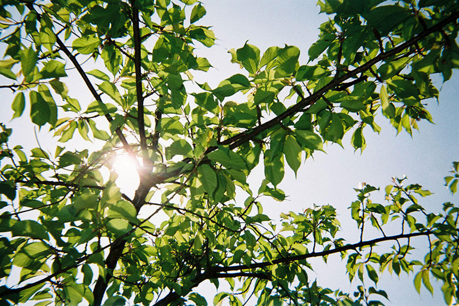 写ルンです撮影のコツ