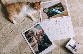 猫写真が人気のフォトグラファーyomowasaさんに聞く、撮りためた愛猫写真でつくるオリジナルカレンダー