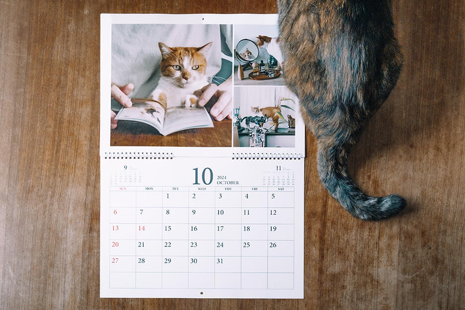 yomowasaさんの愛猫写真でつくるカレンダー