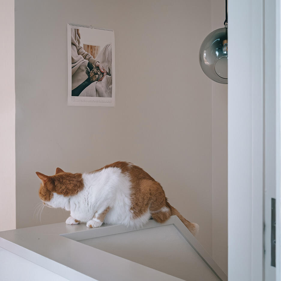 yomowasaさんの愛猫写真でつくるカレンダー