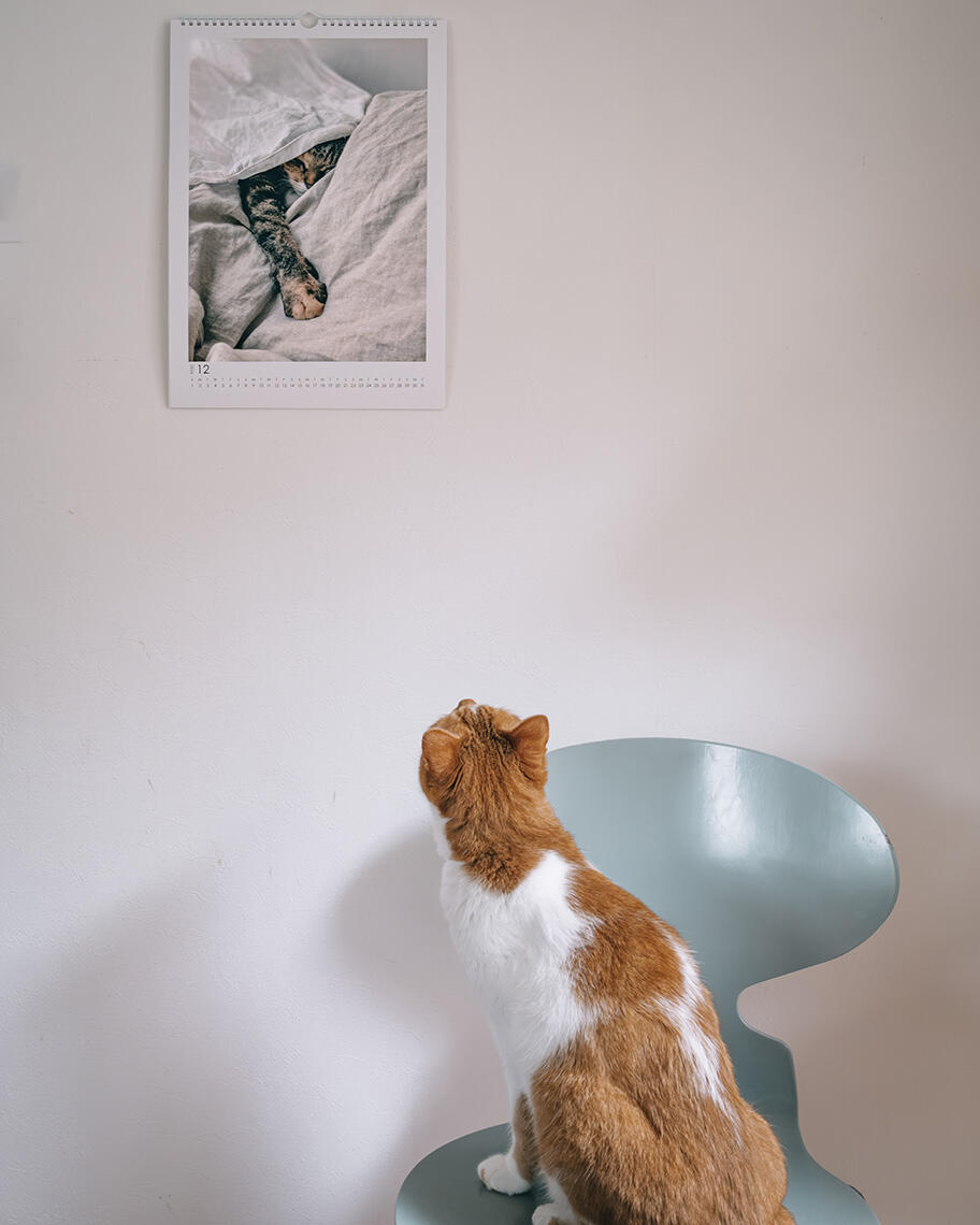 yomowasaさんの愛猫写真でつくるカレンダー