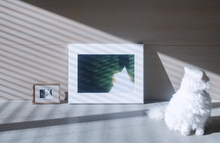 愛猫の写真をインテリアに。写真家・丸尾和穂さんに聞く猫の撮り方