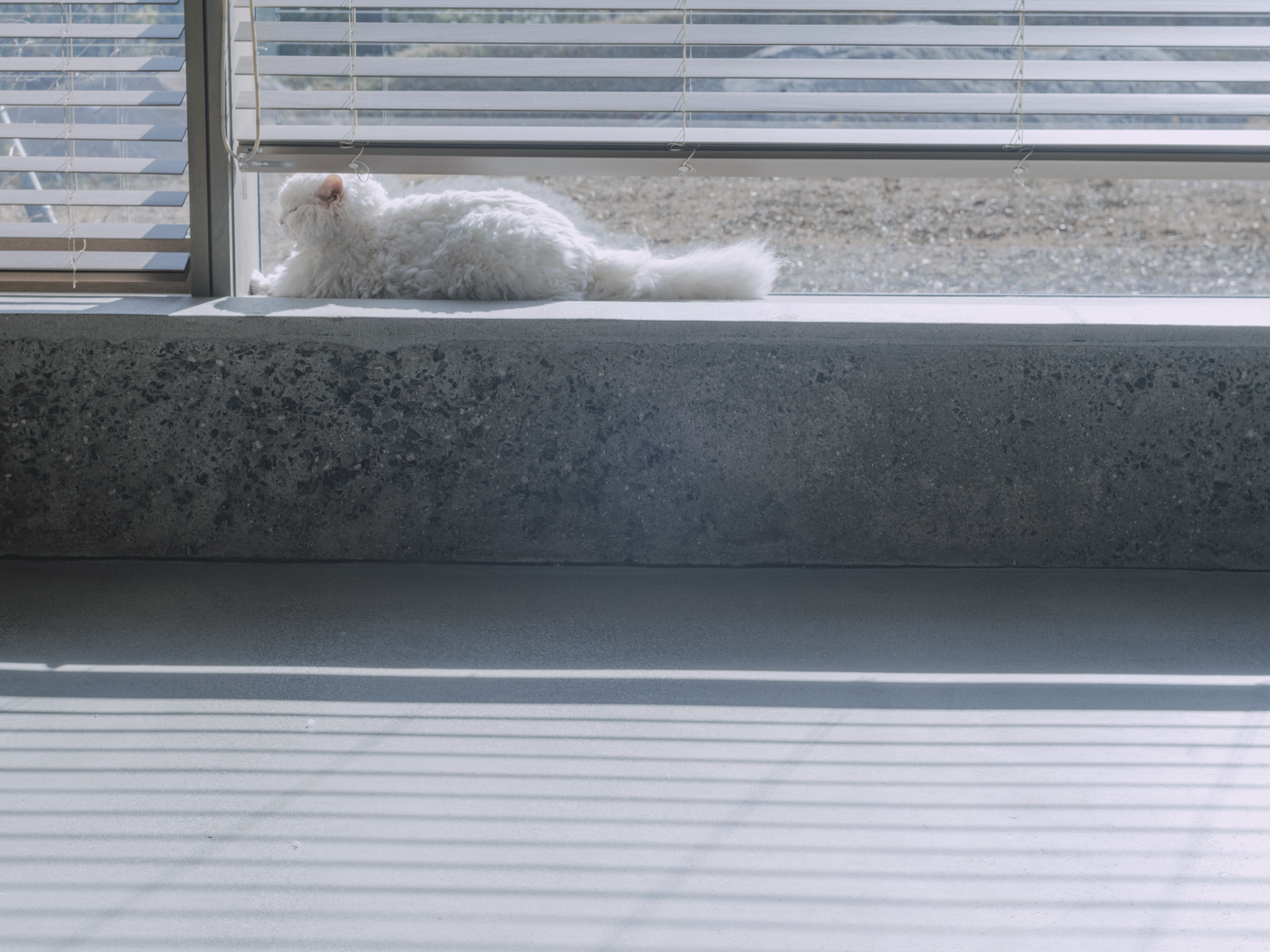 丸尾和穂さんの愛猫ノンタンの写真