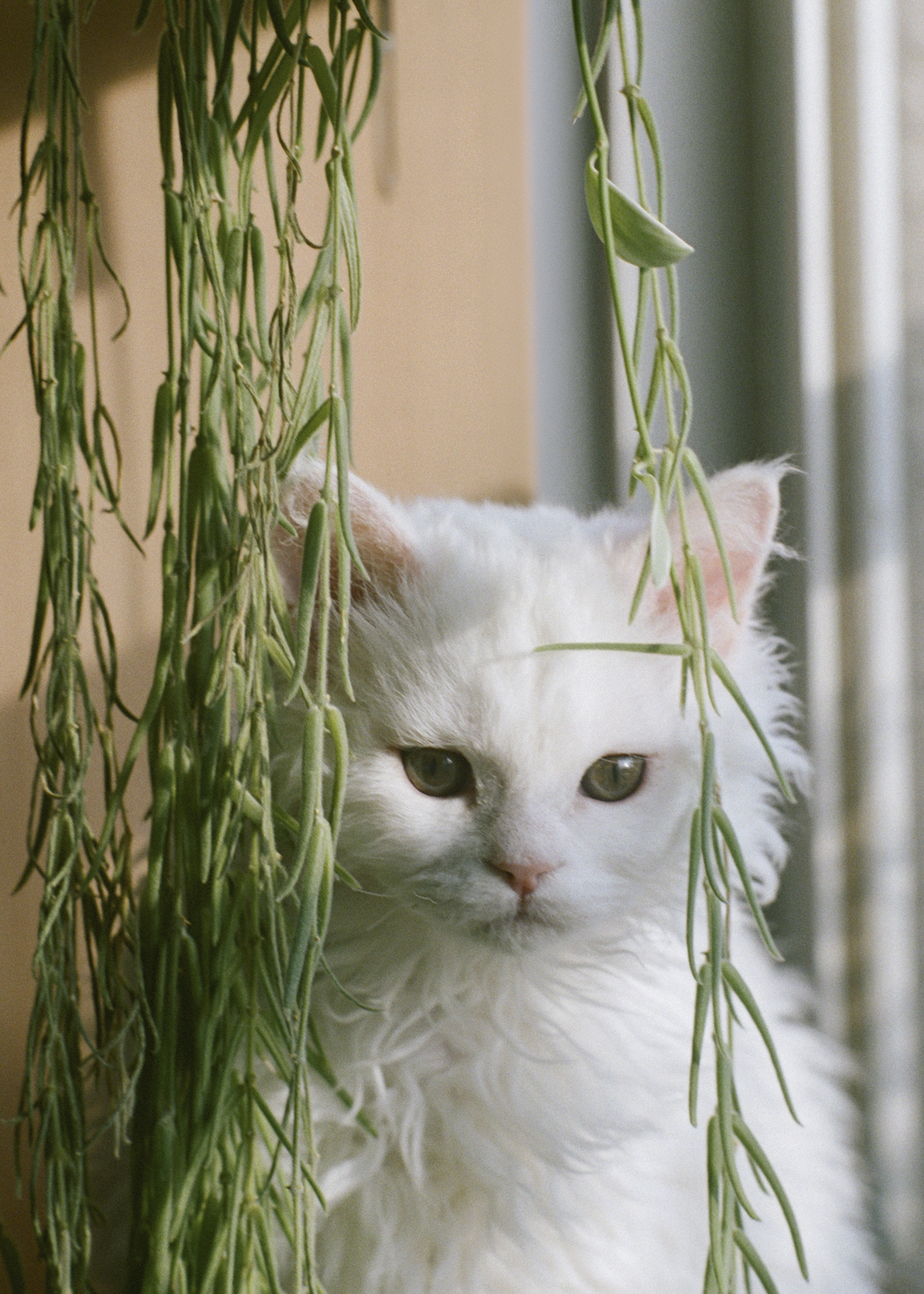 丸尾和穂さんの愛猫ノンタンの写真が見る様子