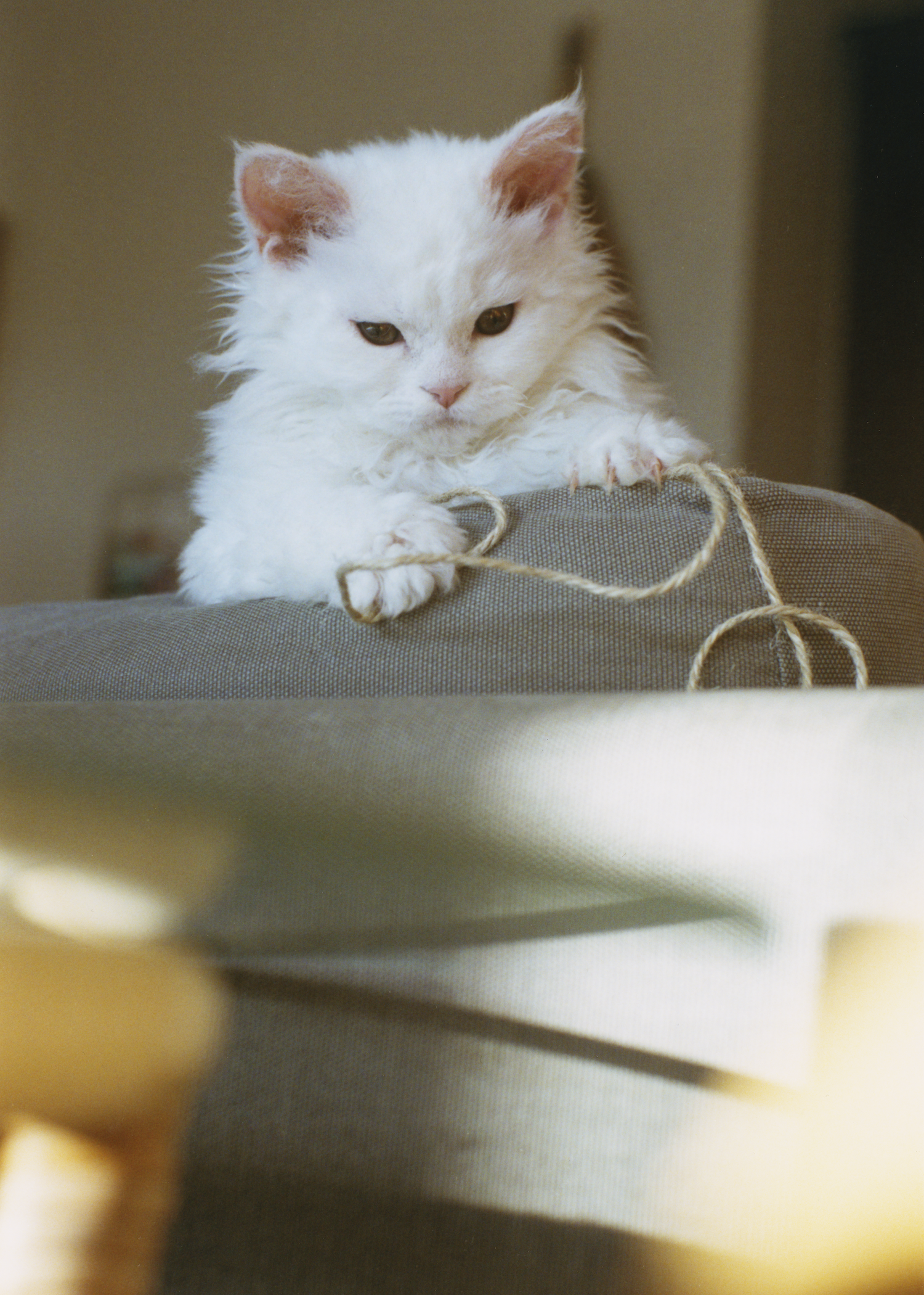 丸尾和穂さんの愛猫ノンタンの写真が見る様子