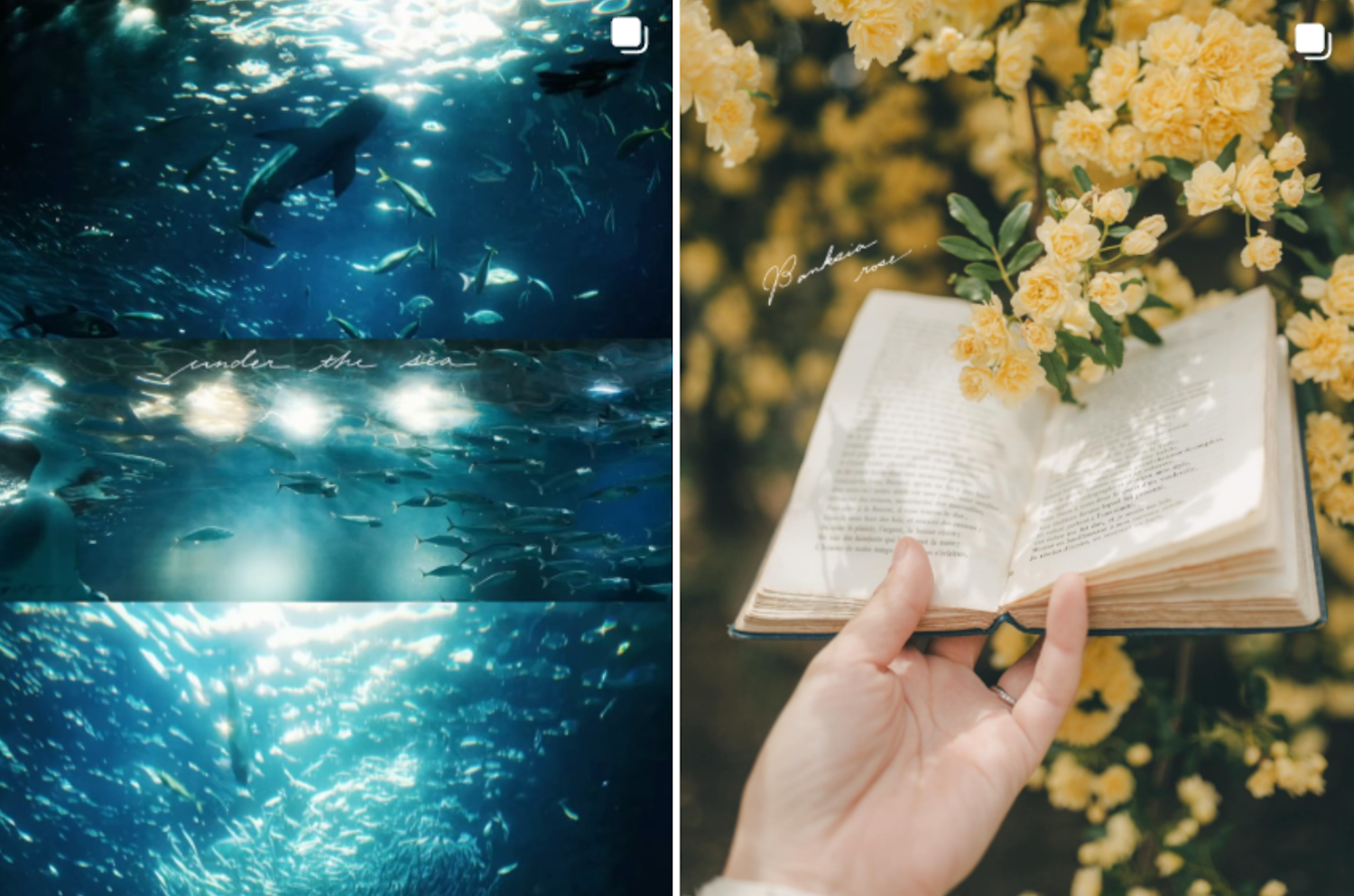 lily.photo.814さんがInstagramに投稿している写真