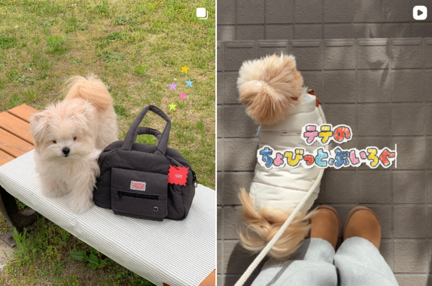 マルポテのテテの飼い主さんがInstagramに投稿している写真